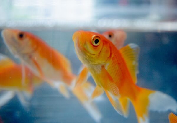 Złota rybka - jak o nią dbać żeby cieszyła swoim pięknym wyglądem