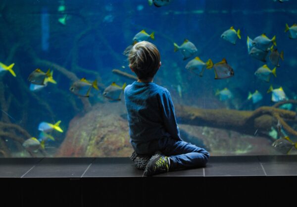 Akwarium dla dziecka – jakie rybki dla dziecka?