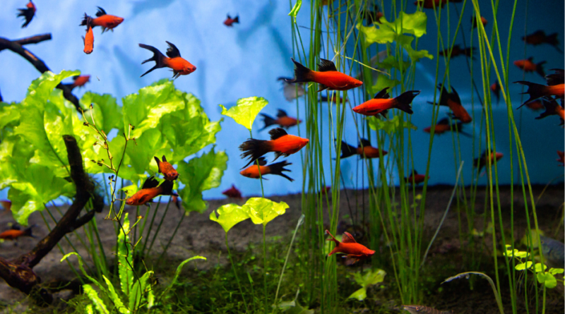 Jakie rybki wybrać do małego akwarium?